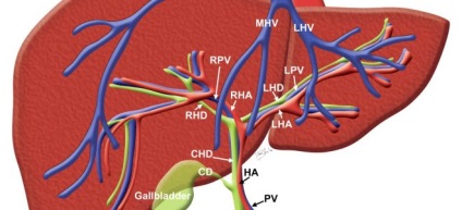 Sursa de sânge pentru caracteristicile ficatului, reglementare
