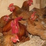 Kuchinskaya évforduló fajta csirkék leírása és a fajta jellemzői, amikor elkezd sietség csirkék