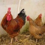 Kuchinskaya évforduló fajta csirkék leírása és a fajta jellemzői, amikor elkezd sietség csirkék