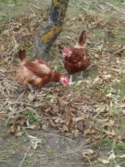 Csirkék - asszisztens a kertben, vagy hogyan kell kezelni a gyomok és kártevők segítségével csirkék