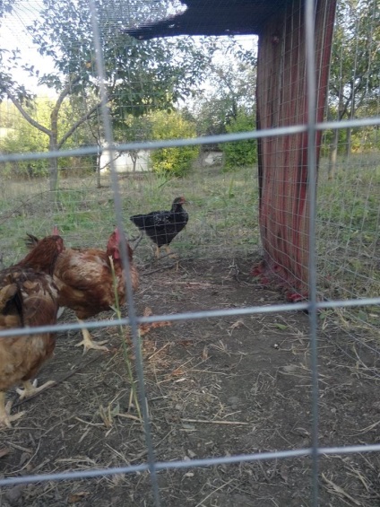 Csirkék a kertben küzd a gyomok és a kártevők és megtermékenyíteni a talaj, eco-Moldova