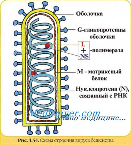 Laboratóriumi diagnosztikája veszettség