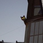 Larry, pisica care a fost intrebata cu strada down - katoteka - cel mai interesant lucru despre lumea pisicilor