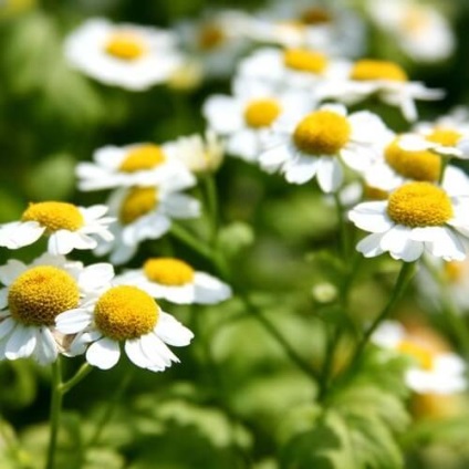 Tratamentul pe bază de plante pentru bolile urechii