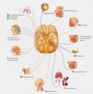 Tratarea nervului trigeminal la domiciliu