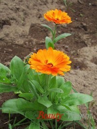 Bőrgyógyászati ​​kezelés Calendula (ekcéma, lichen, furunculosis, szemölcsök) népi jogorvoslati