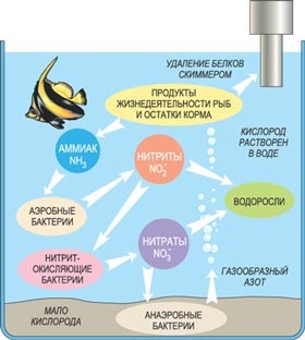 Дали е лесно да се направи на риф, науката и живота