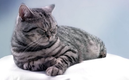 Ágyak macskáknak a finomságok választás - cikkek az oldalon