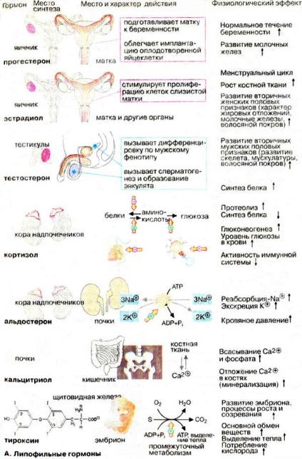 Hormoni lipofilici
