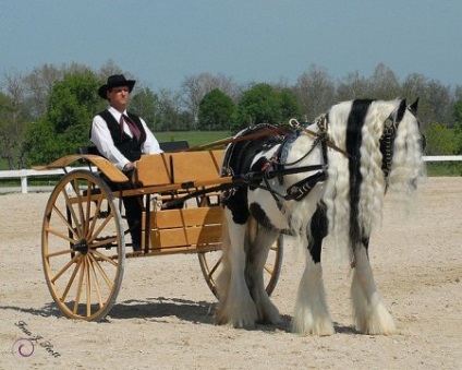 Cai de rasa tinker, fotografie, video, descriere, istorie de origine - site despre cai