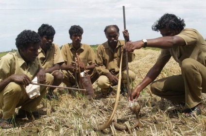 Capcanele de șarpe din tribul Irula au stăpânit pescuitul mortal (6 fotografii)