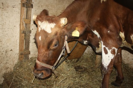 LPH Milkin ház királyság kecskék, és nem csak