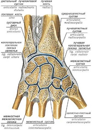 Anatomia articulației încheieturilor, mrt și uzi în tratamentul durerii cauzate de stiloidită și alte leziuni