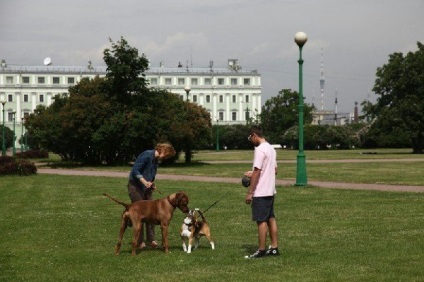 Cele mai bune locuri pentru câinii de mers pe jos în St. Petersburg, blog-ul fiesta