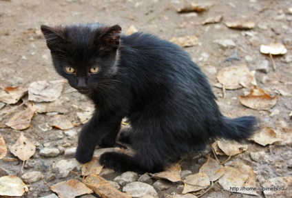 Un băiețel stătea lângă fereastră - un animal de companie