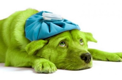 Metoda - un câine verde - ca un remediu pentru critici nu este cazul