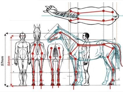 Muschii unui cal