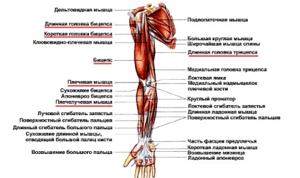 Muschii membrelor superioare