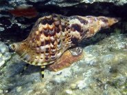 Moluste, specii, o varietate de moluște - pământ viu - totul despre lumea vie a planetei noastre