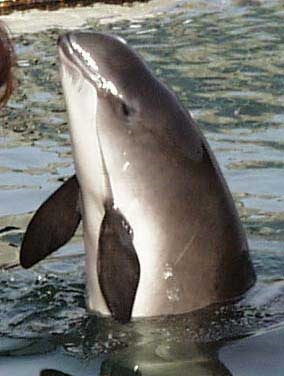 Mare de porc (delfinul Azov)