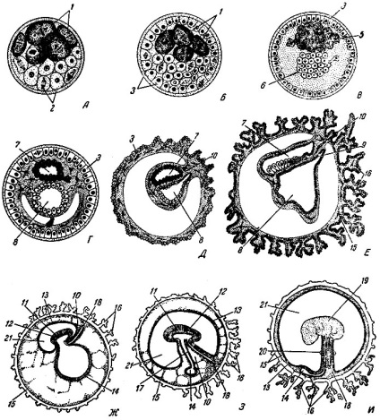 Etapele inițiale ale dezvoltării embrionului uman 1970 gusev a