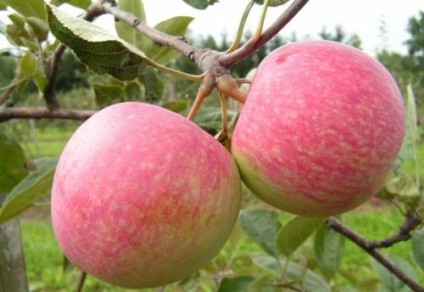 Cele mai potrivite soiuri de măr pentru descrierea suburbiilor
