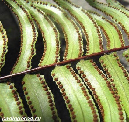 Planta de ferigă nefrolepă