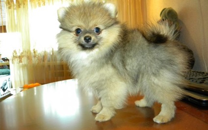 Pomeranian Miniature Pomeranian