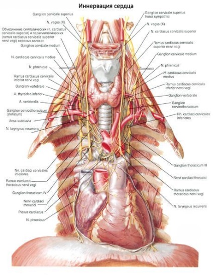 Nervă a inimii, competentă în privința sănătății pe ilive