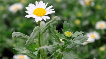 Leucanthemum (százszorszép, kamilla) ültetés és gondozás