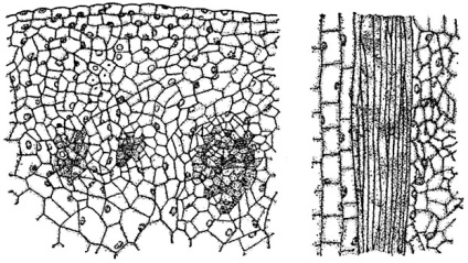 Materiale educative (meristeme)