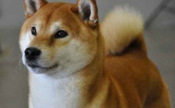 Áttekintés a kutyafajták Shiba Inu standard ellátás, képeket és az értékeléseket, a tulajdonosok