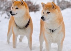 Áttekintés a kutyafajták Shiba Inu standard ellátás, képeket és az értékeléseket, a tulajdonosok