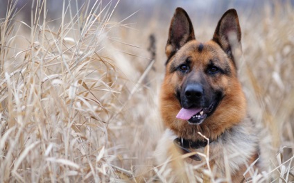 Privire de ansamblu asupra descrierii rasei de câine ciobănesc germană, îngrijire și fotografie a animalelor de companie