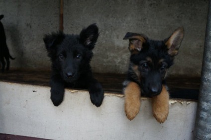Privire de ansamblu asupra descrierii rasei de câine ciobănesc germană, îngrijire și fotografie a animalelor de companie