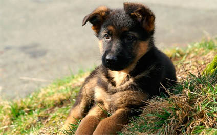 Privire de ansamblu asupra descrierii rasei de câine ciobănesc germană, îngrijire și fotografie a animalelor de companie