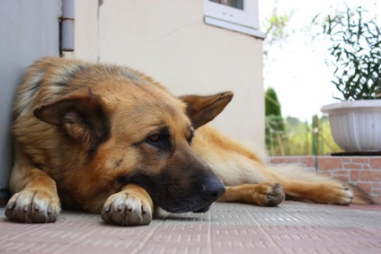 Privire de ansamblu asupra descrierii rasei de câine ciobănesc germană, îngrijire și fotografie a animalelor de companie