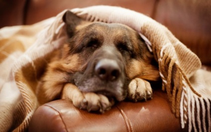 Privire de ansamblu asupra descrierii rasei de câine ciobănesc germană, îngrijire și fotografie a animalelor de companie