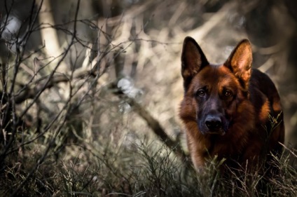 Privire de ansamblu asupra descrierii rasei de câine ciobănesc germană, îngrijire și fotografie a animalelor de companie