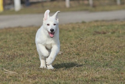 Privire de ansamblu asupra descrierii rasei de câine ciobănesc germană, îngrijire și fotografie a animalelor de companie