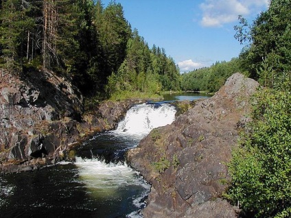 Ogonki - trandafiri siberieni