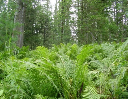 Ogonki - trandafiri siberieni