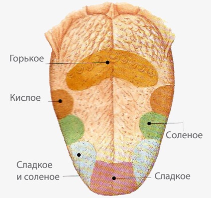 Organe de miros și gust, mecanismul mirosului, structura receptorilor limbii