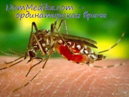 Emésztőszervek és szúnyog teljesítmény