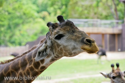 Deschideți zoo khao kheo (khao kheow zoo)