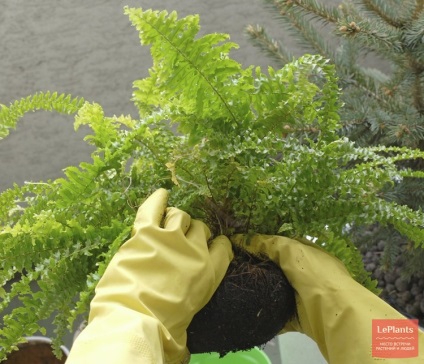 Fern Nephrolepis - típusok, ellátás és a reprodukció az otthoni