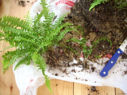 Fern Nephrolepis - típusok, ellátás és a reprodukció az otthoni