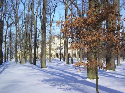 Parks of St. Petersburg, ahol sétálni a télen egy gyerek és egy kutya