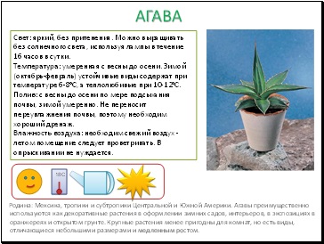 Pașaportul plantelor de apartament - pedagogie de prezentare