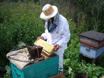 Colecția de miere de albine, cum să mărești colectorul principal de miere, calendarul
